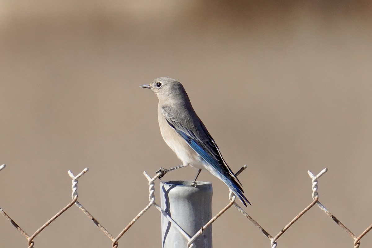 Mountain Bluebird - ML625978604