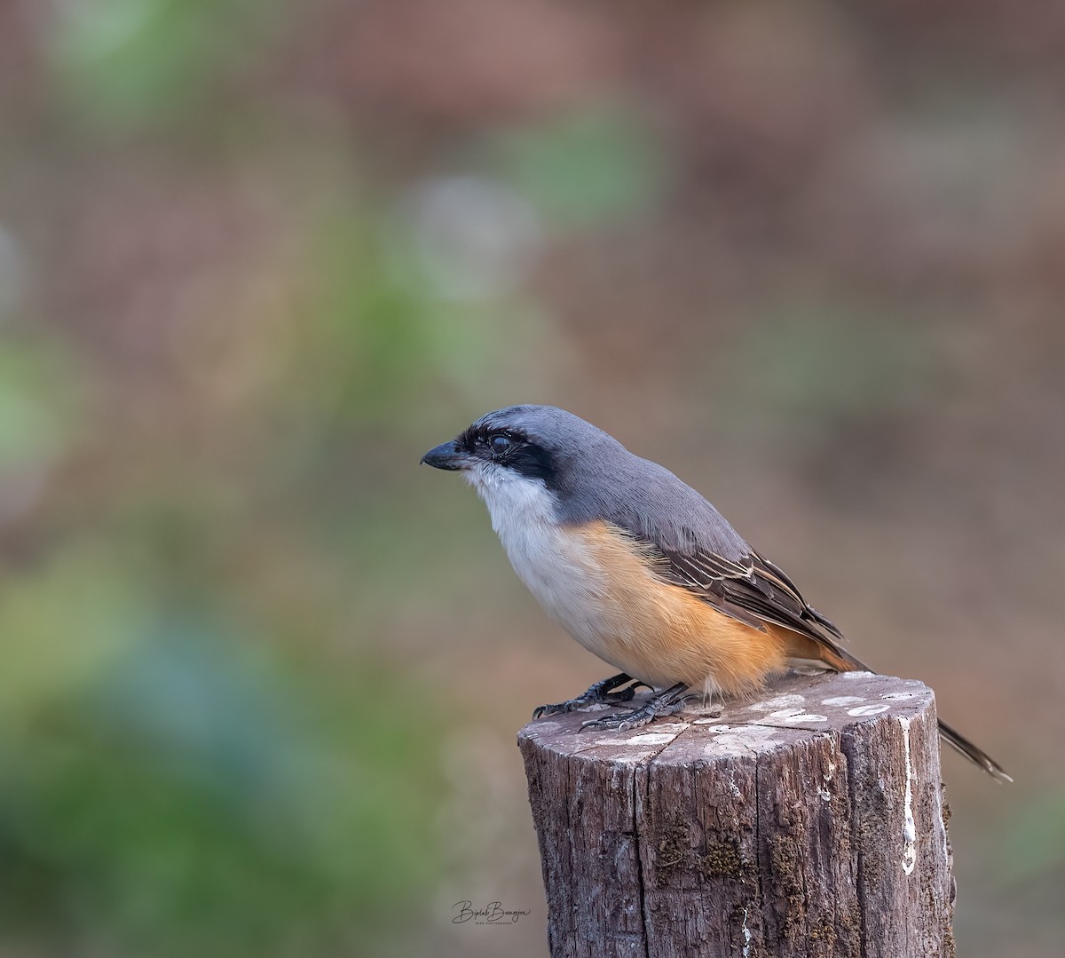Gray-backed Shrike - ML625978754