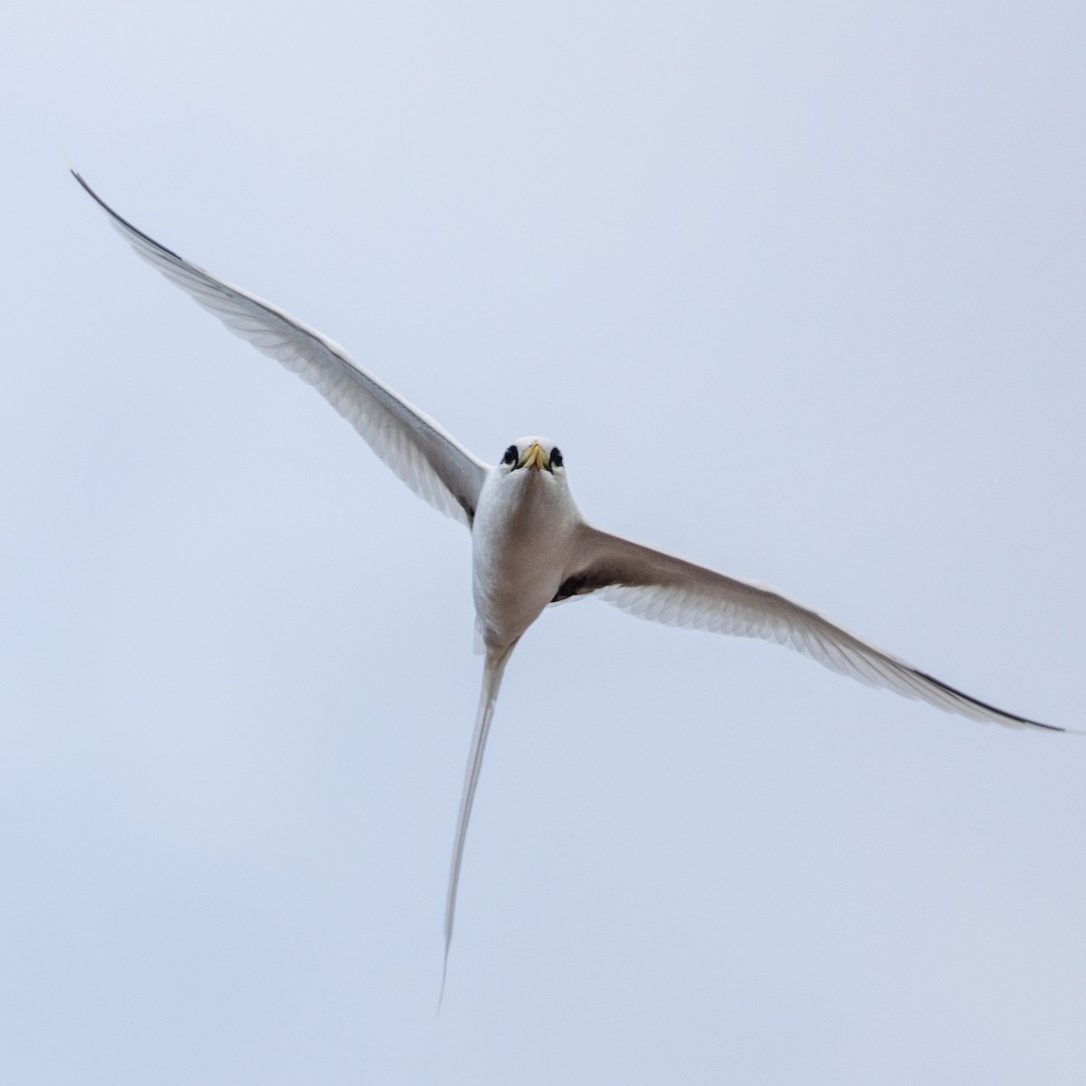White-tailed Tropicbird - ML625979026