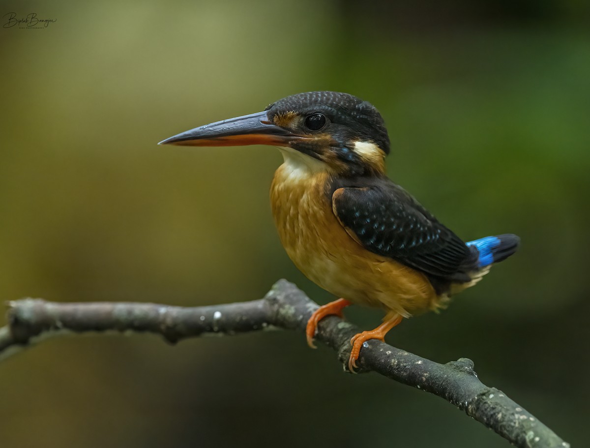 Malaysian Blue-banded Kingfisher - ML625979044