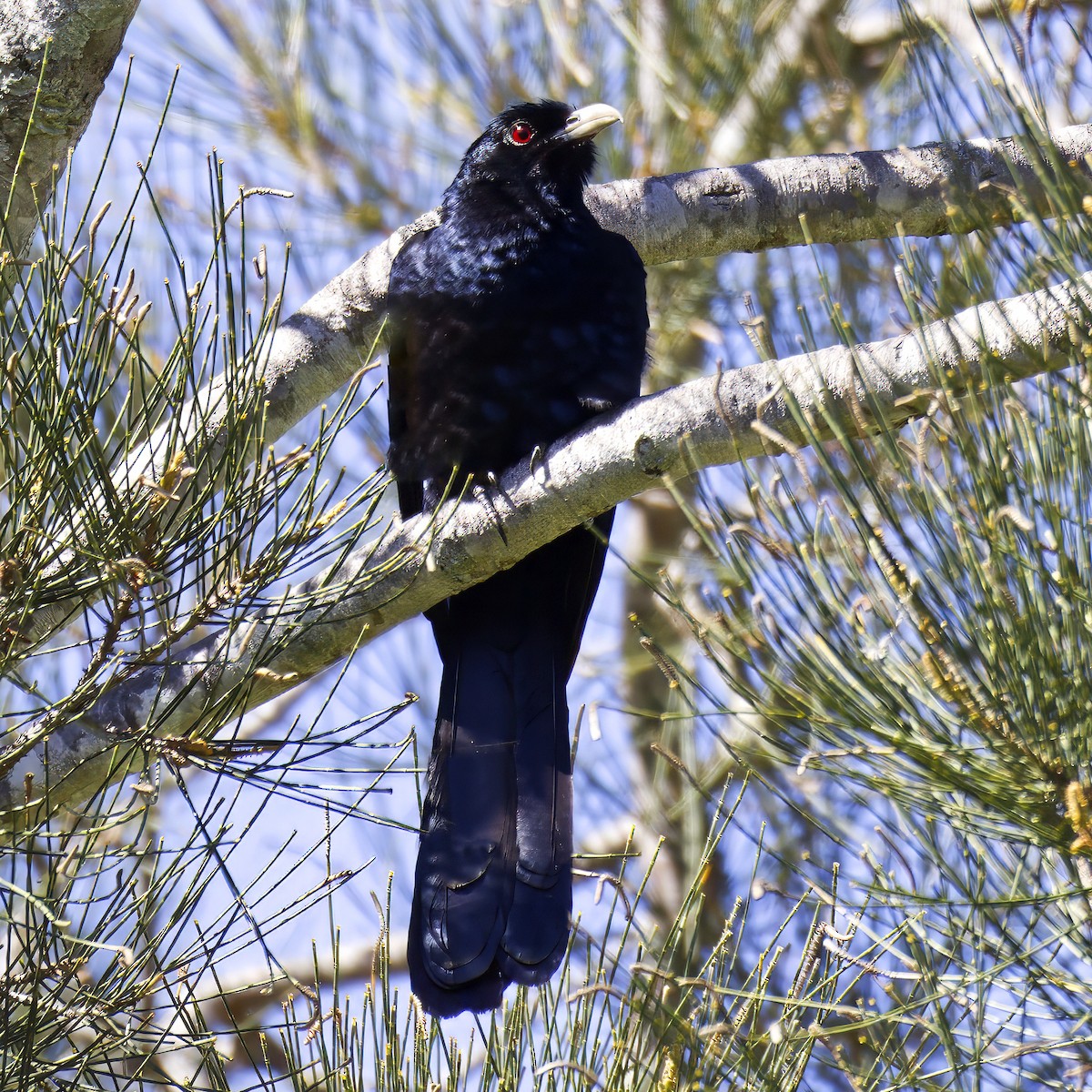 Pacific Koel - ML625979060