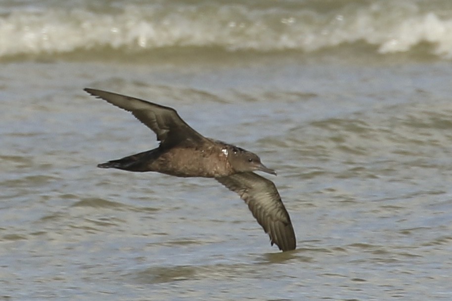Sooty Shearwater - ML625979079