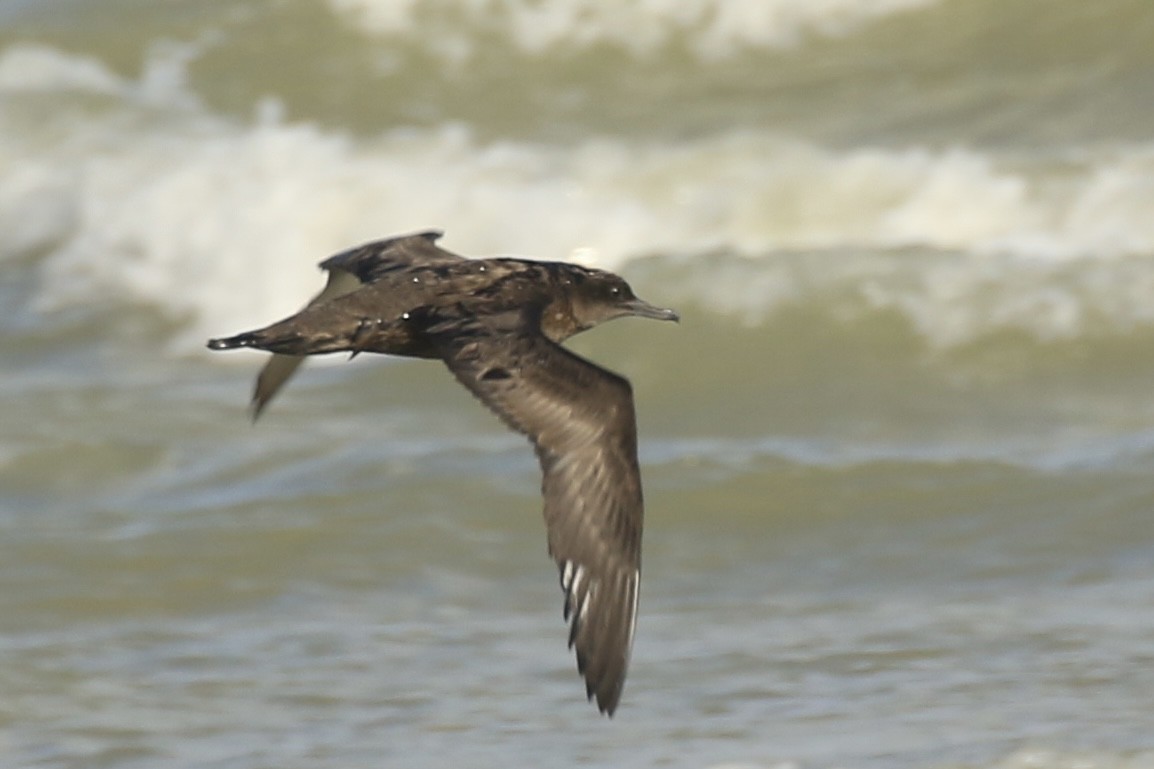 Sooty Shearwater - ML625979080