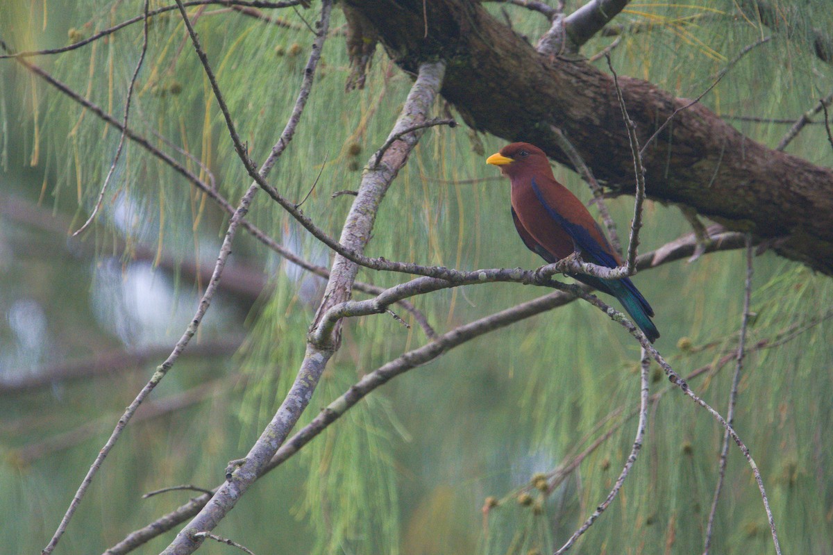 Broad-billed Roller - ML625979136