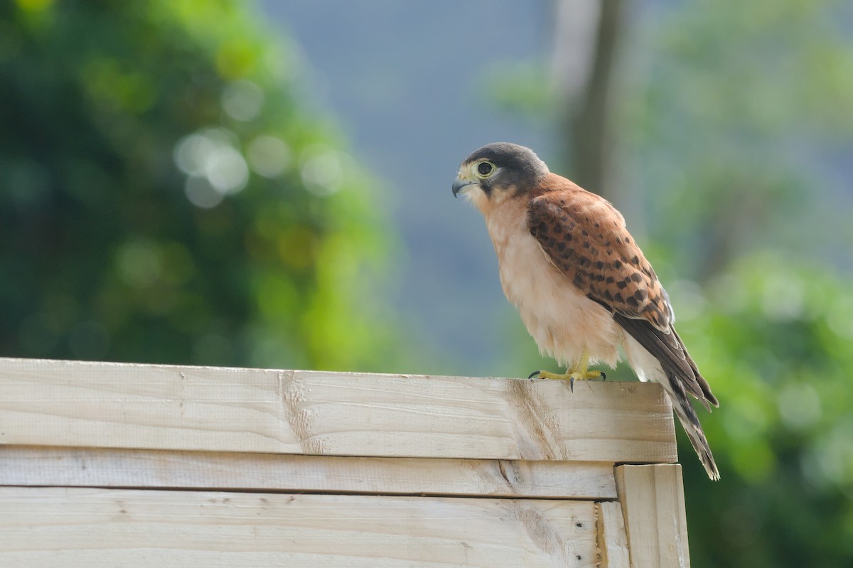 Seychelles Kestrel - ML625979194