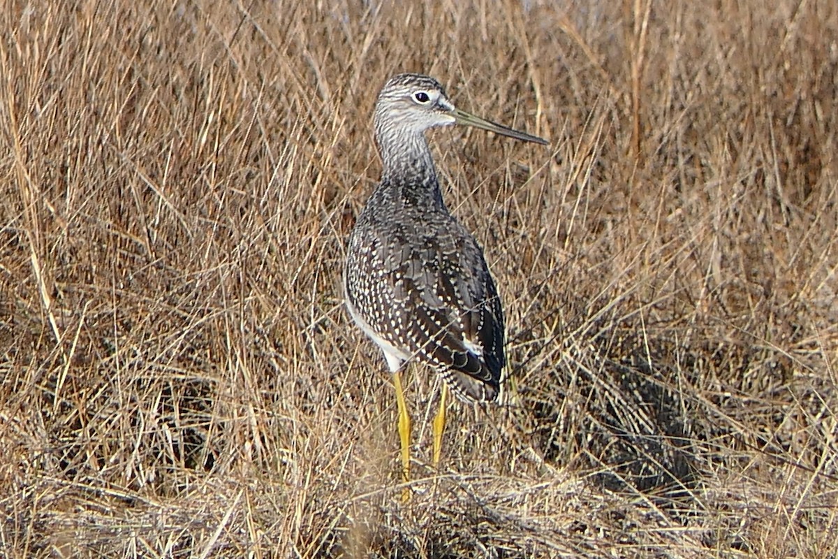 Greater Yellowlegs - ML625979236