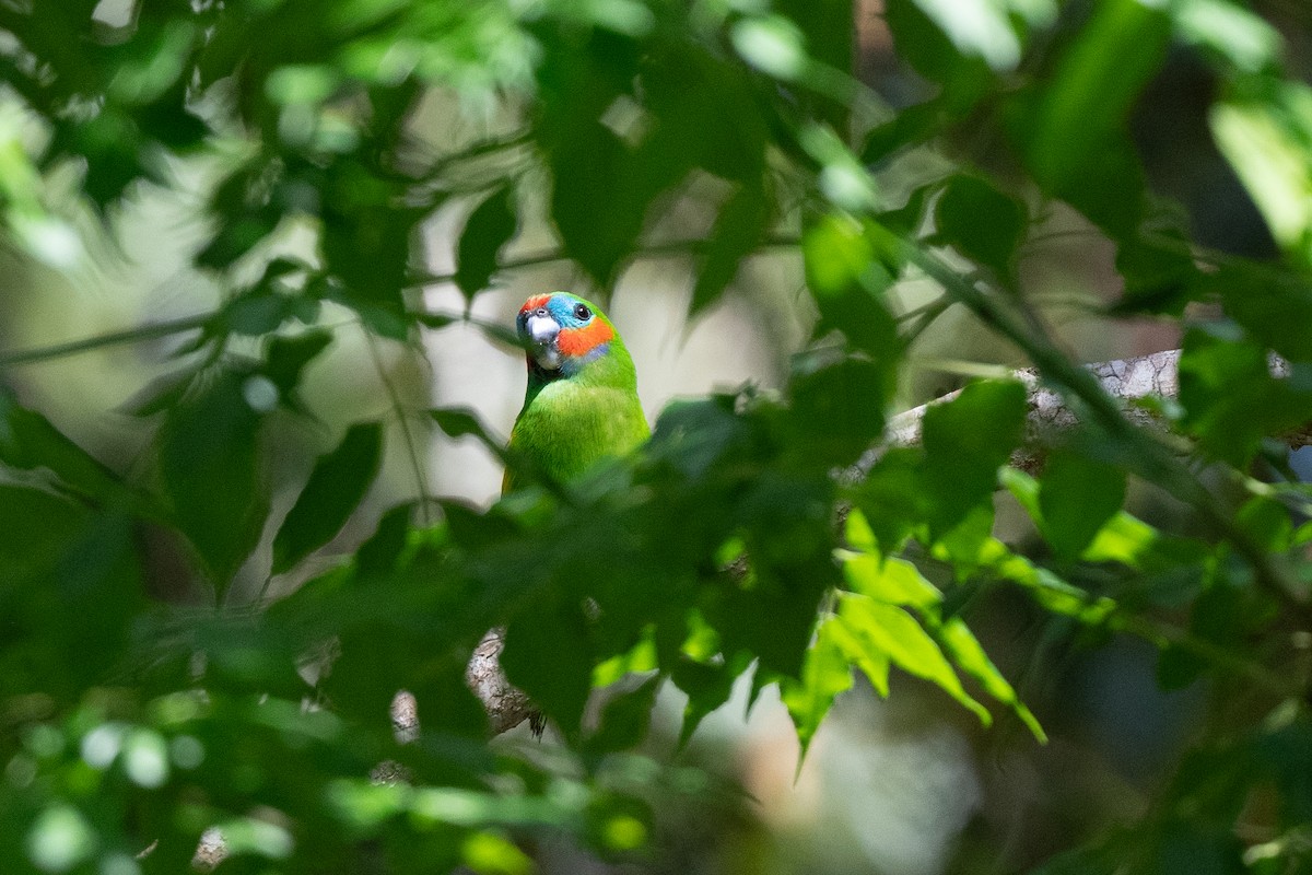 Double-eyed Fig-Parrot - ML625979273