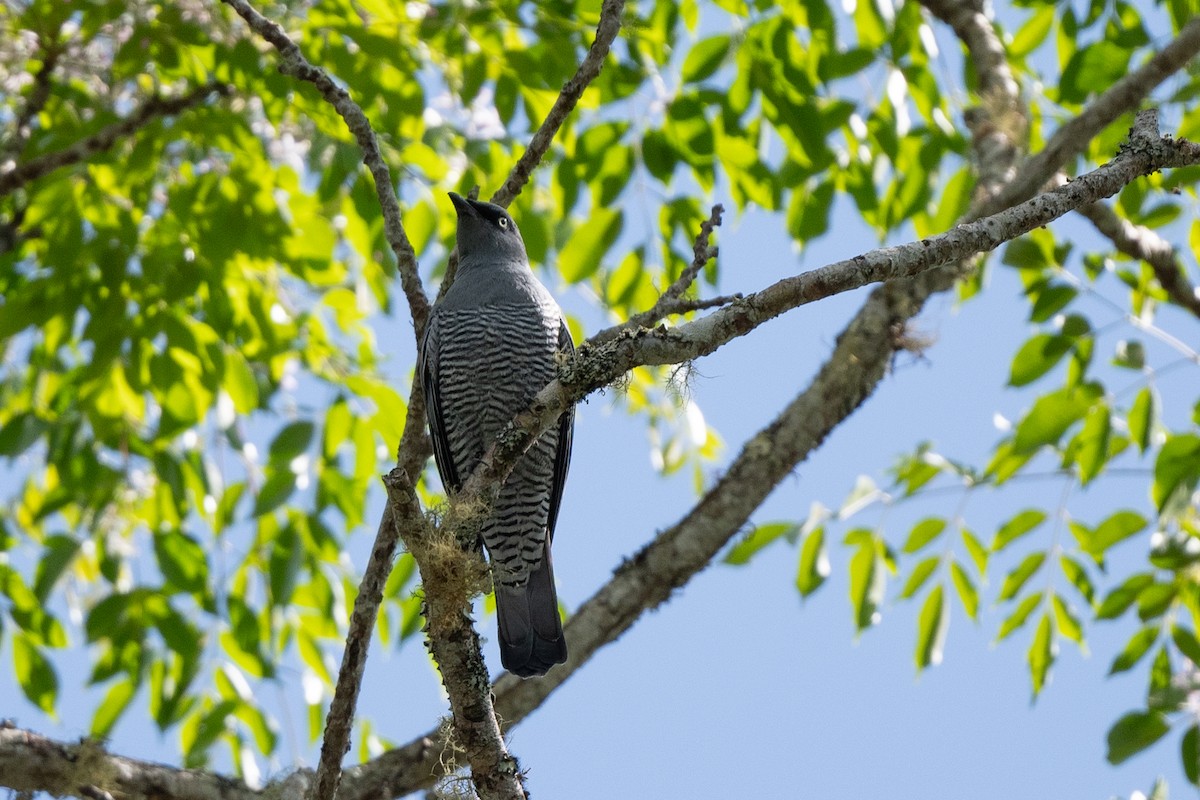 Barred Cuckooshrike - ML625979275