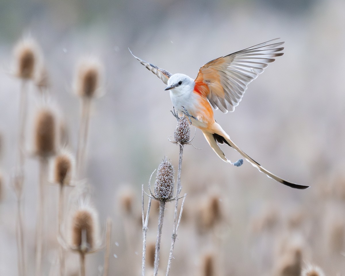 Scissor-tailed Flycatcher - ML625979288