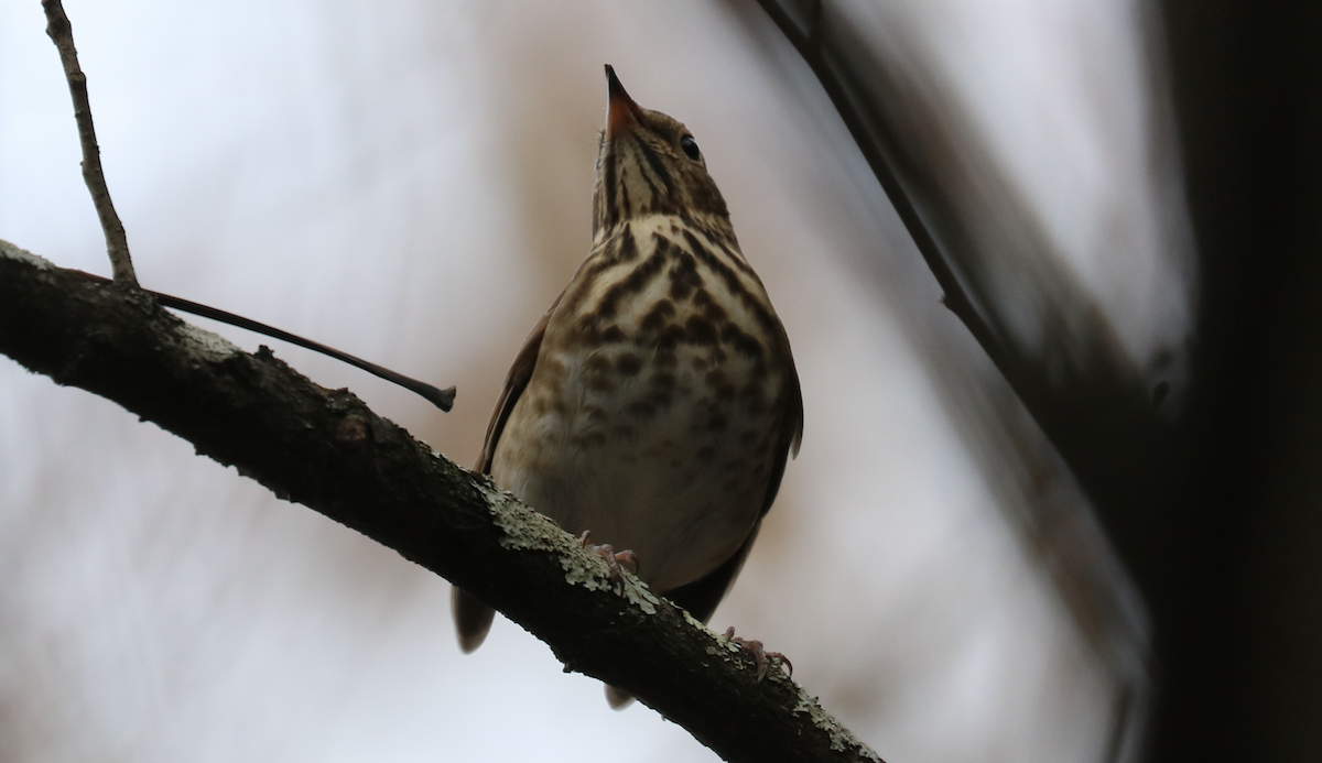 Hermit Thrush (faxoni/crymophilus) - ML625979333