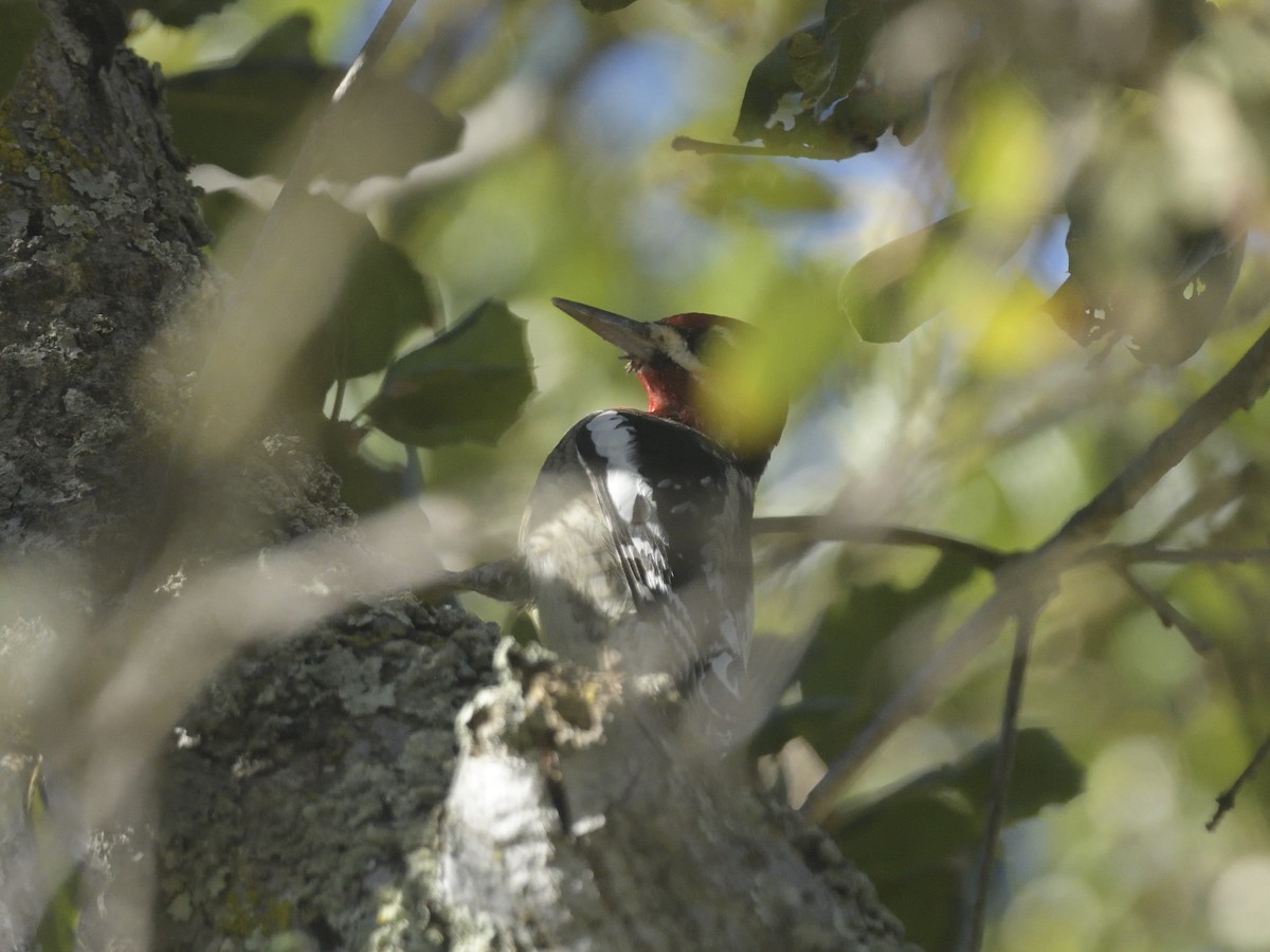 Red-breasted Sapsucker - ML625979342