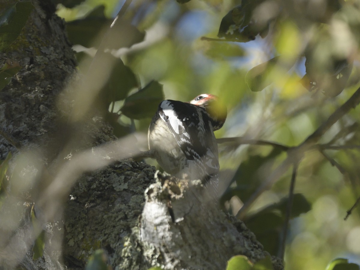 Red-breasted Sapsucker - ML625979366