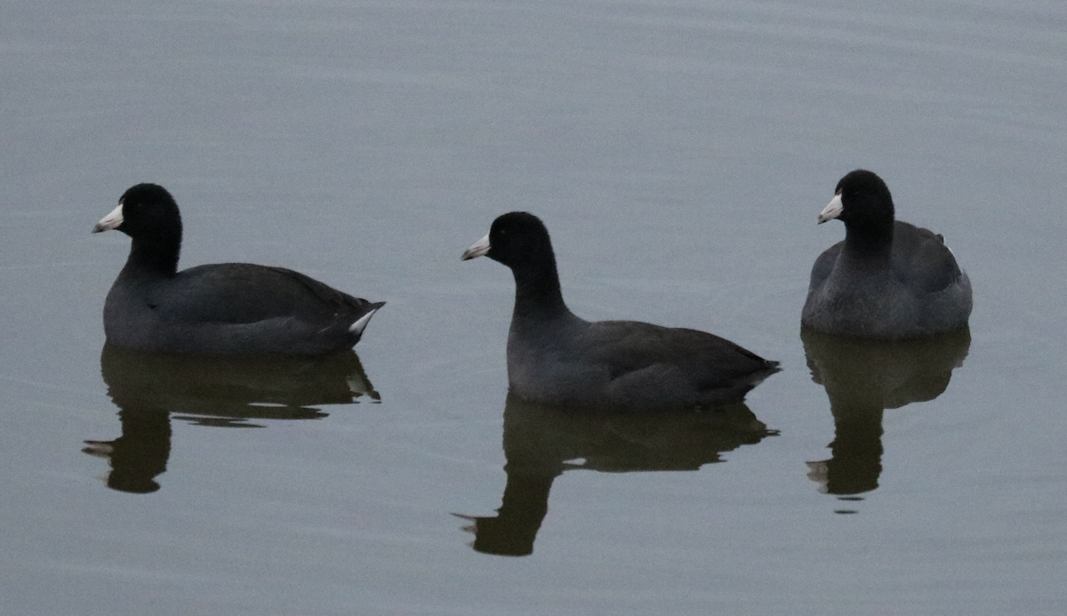 American Coot - ML625979367