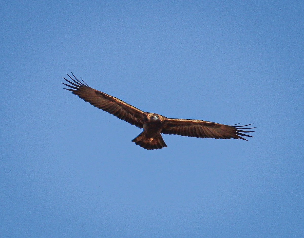 Golden Eagle - ML625979513