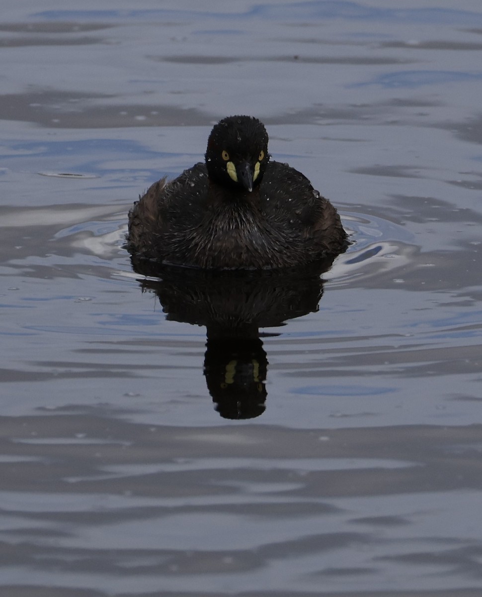 Australasian Grebe - ML625979600