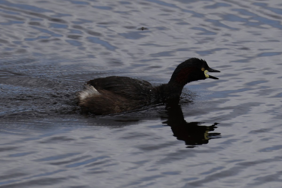 Australasian Grebe - ML625979601