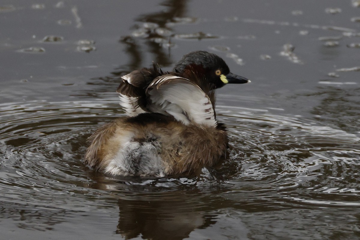 Australasian Grebe - ML625979602