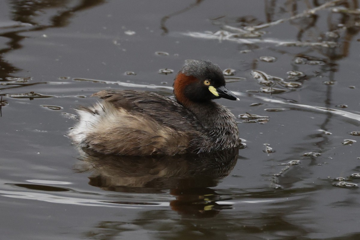 Australasian Grebe - ML625979603