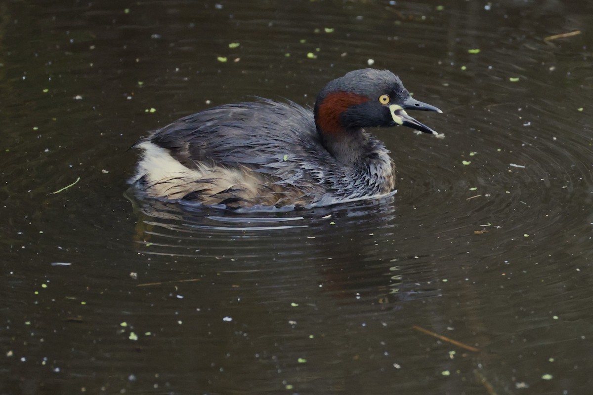 Australasian Grebe - ML625979604