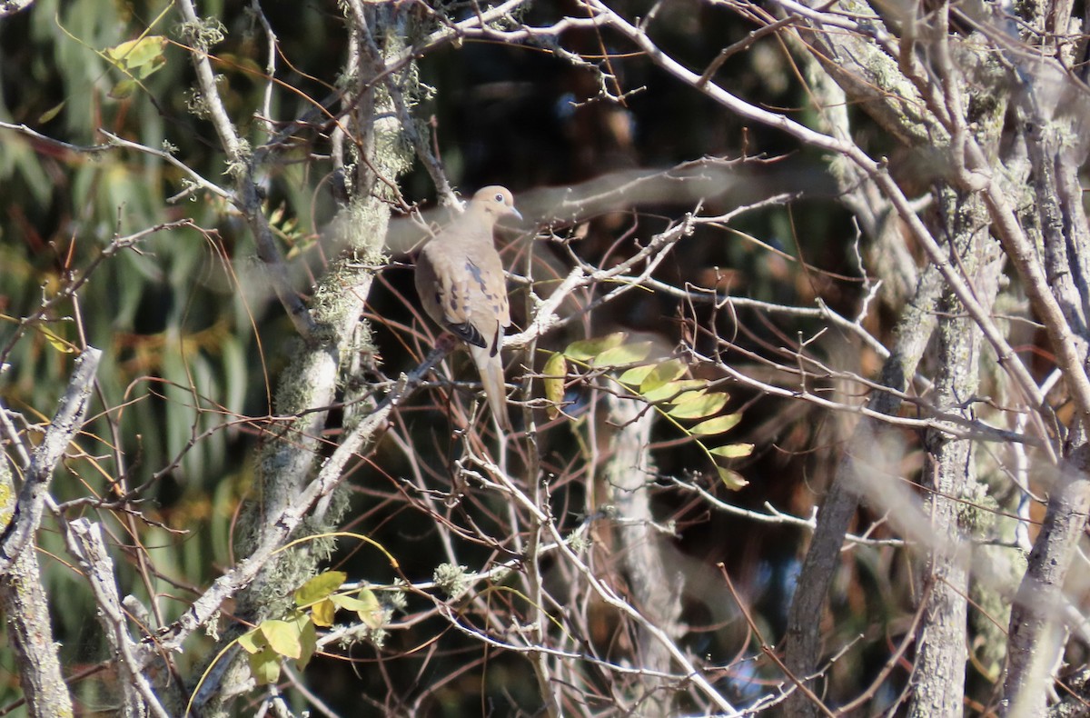 Mourning Dove - ML625979797