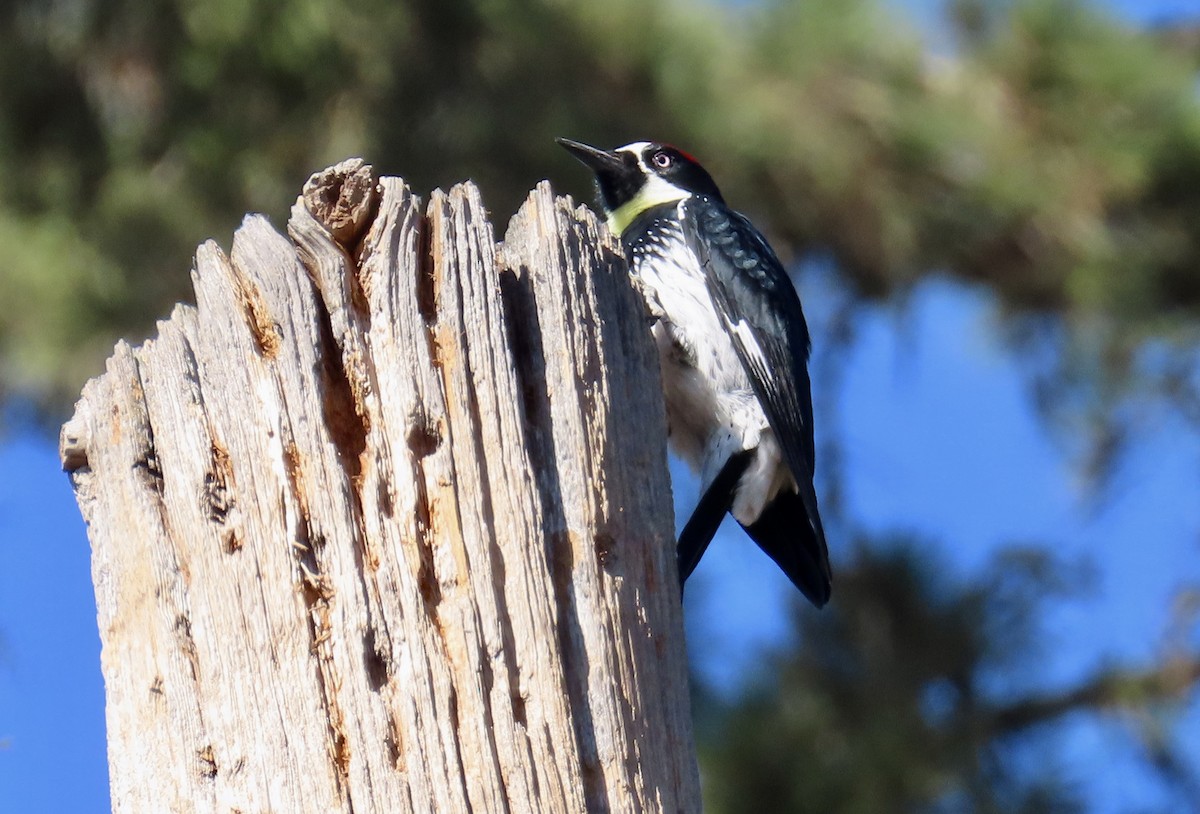 Acorn Woodpecker - ML625979804
