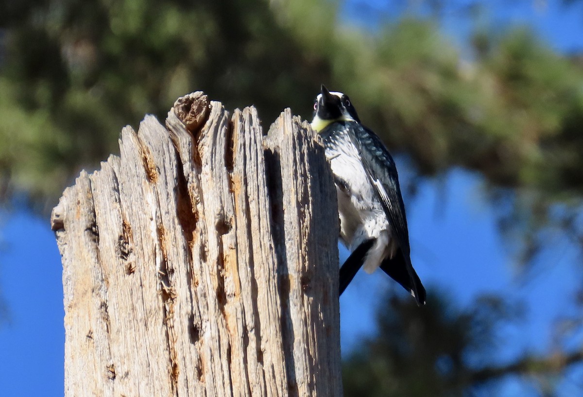 Acorn Woodpecker - ML625979806