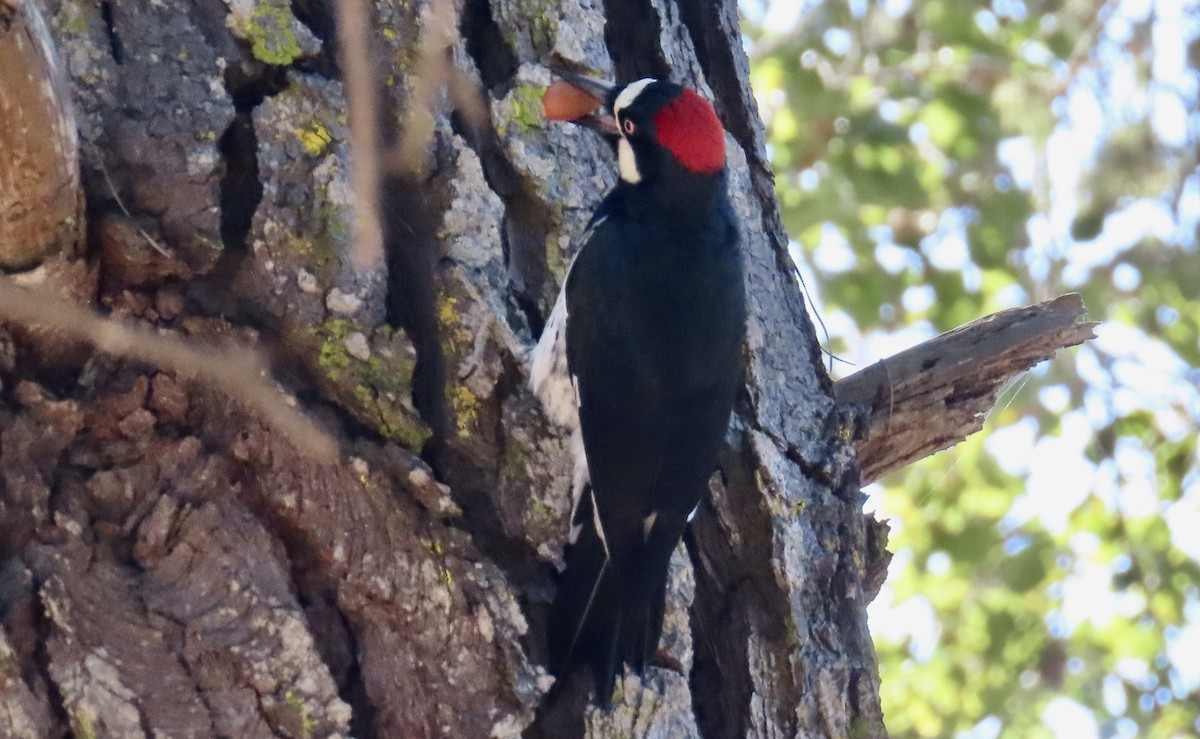 Acorn Woodpecker - ML625979807