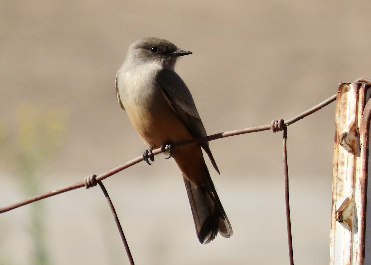 Say's Phoebe - ML625979808
