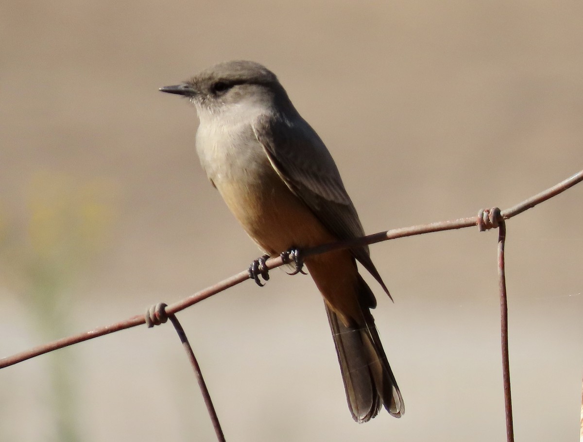 Say's Phoebe - ML625979809