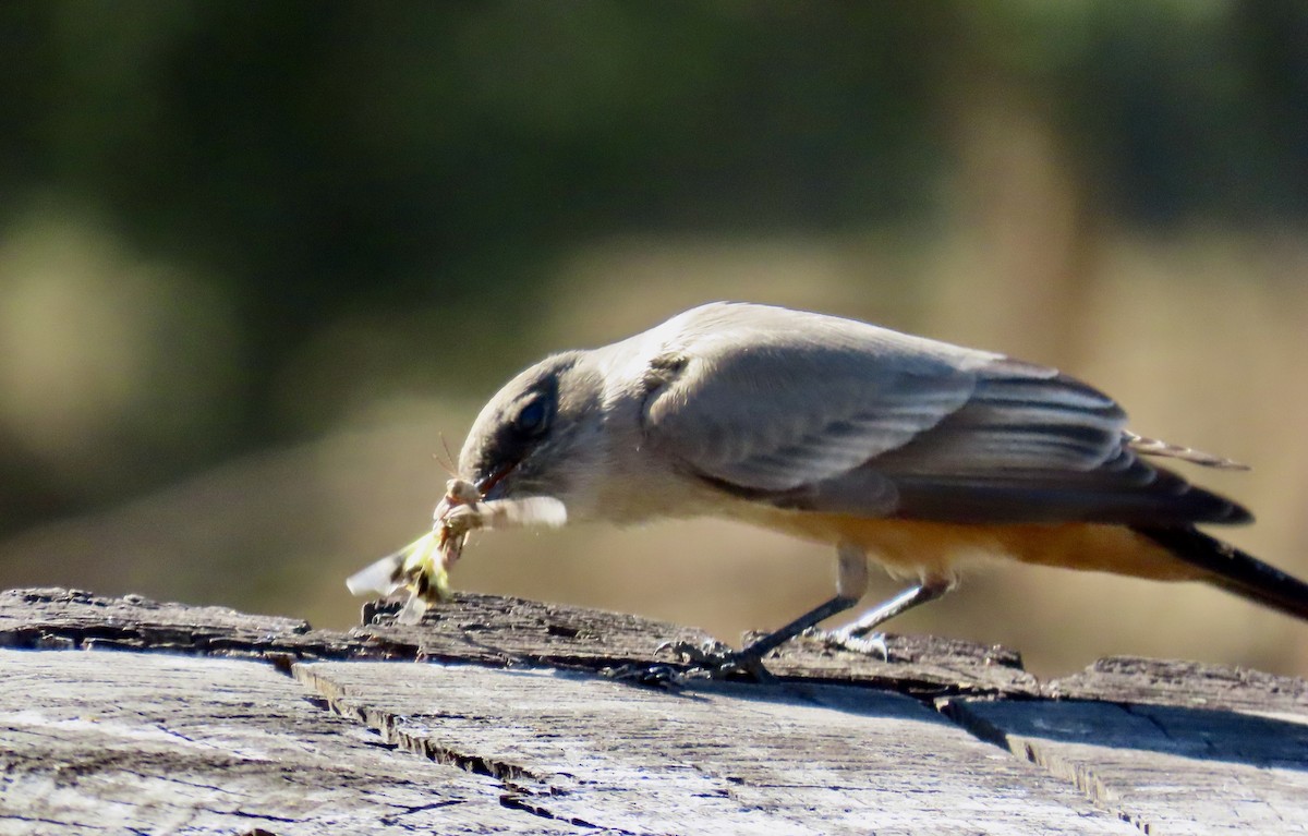 Say's Phoebe - ML625979811