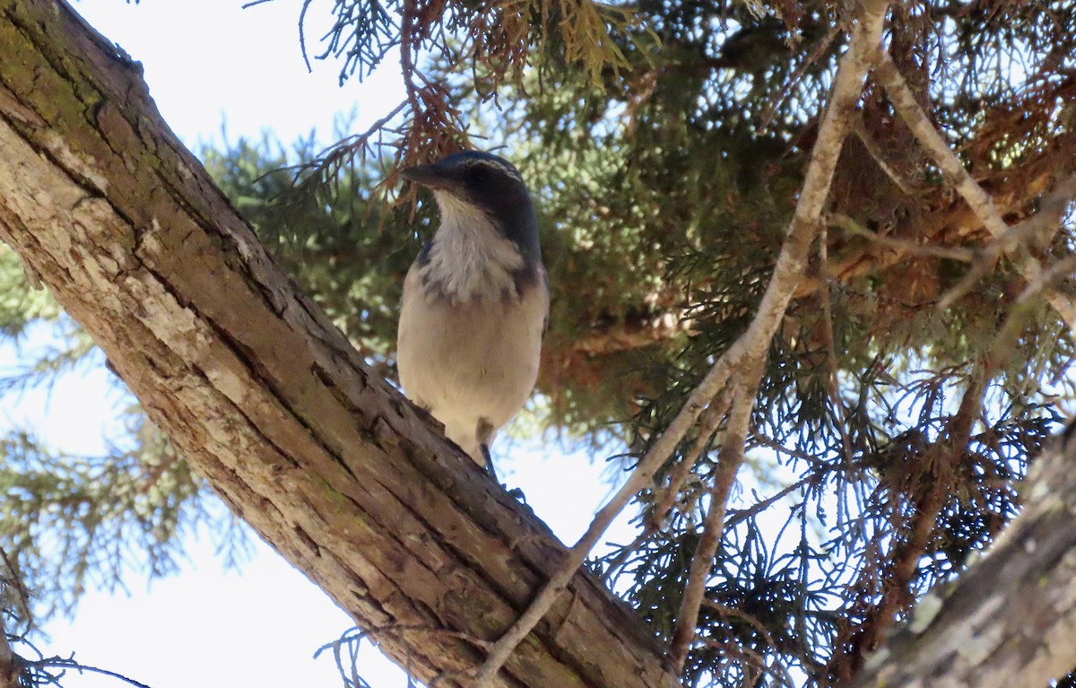 California Scrub-Jay - ML625979813