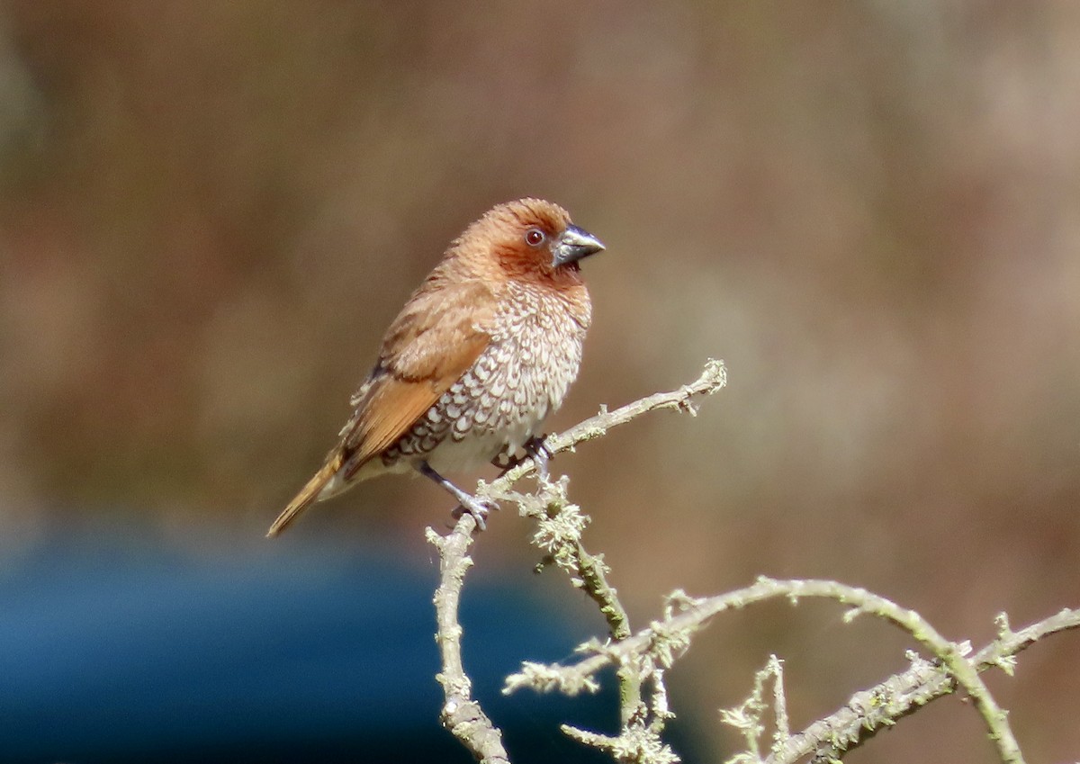 Scaly-breasted Munia - ML625979821