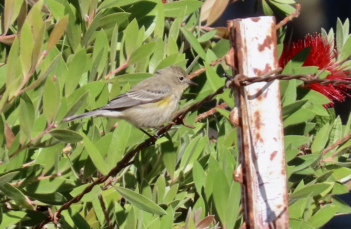 Yellow-rumped Warbler - ML625979827