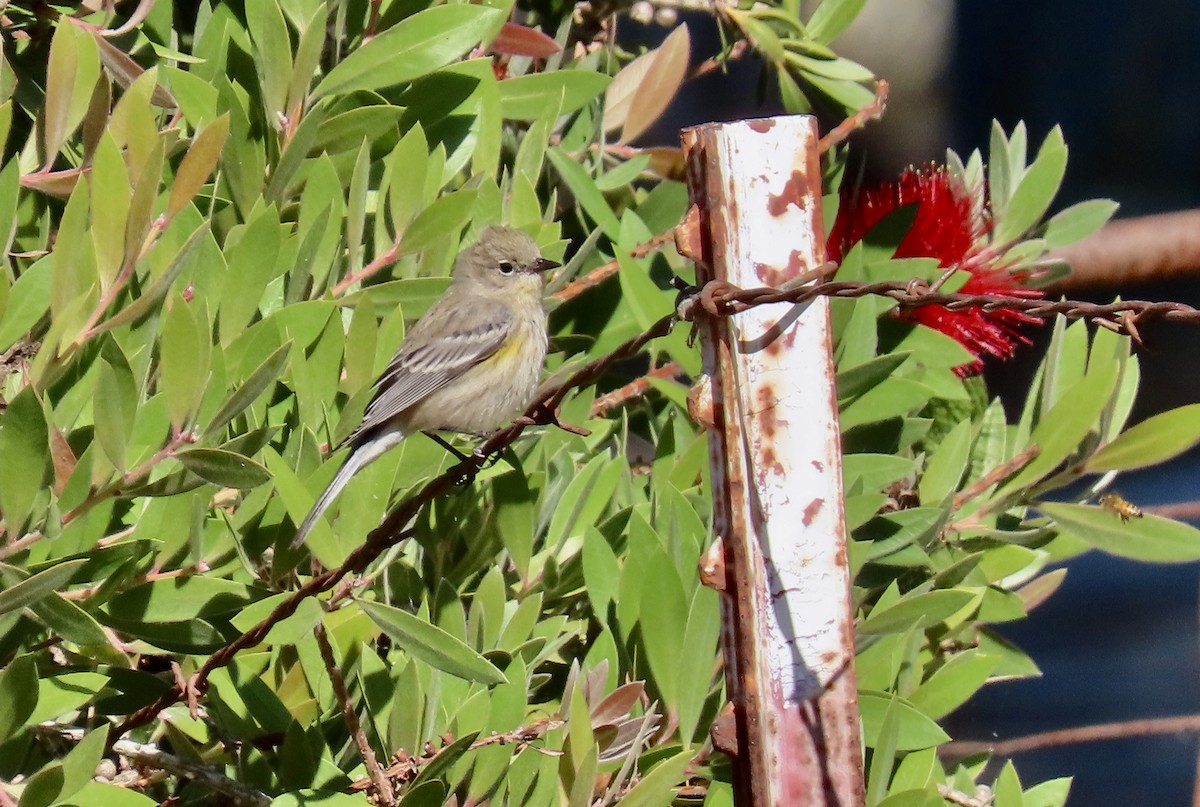 Yellow-rumped Warbler - ML625979829