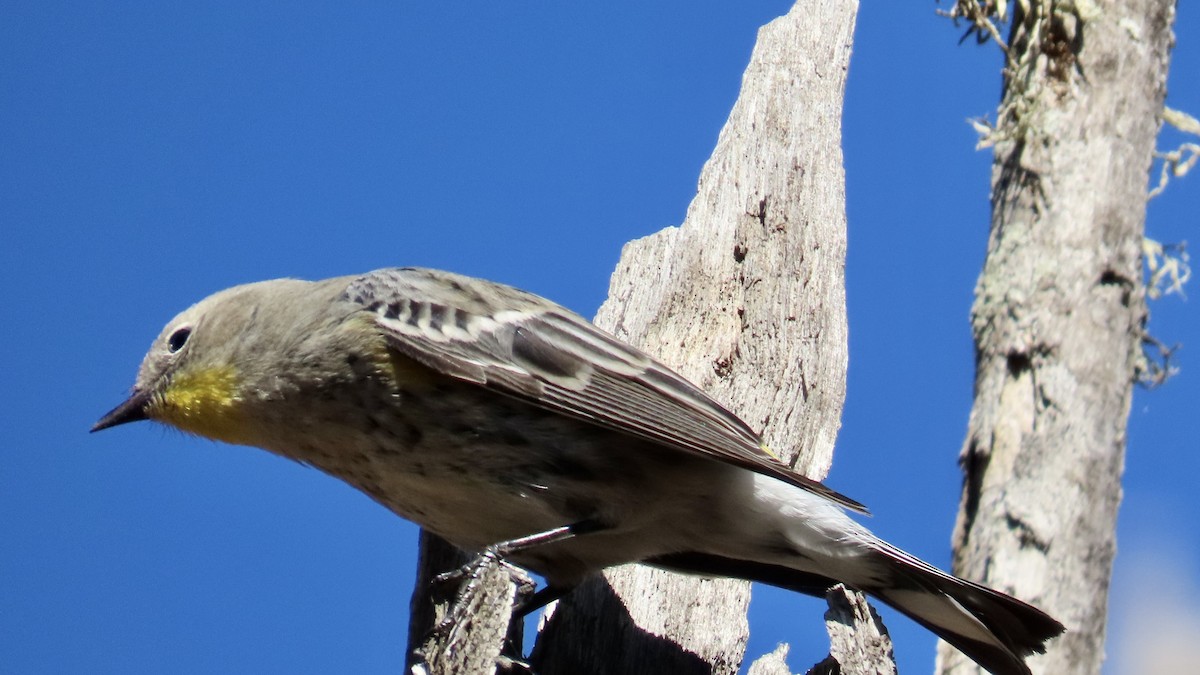 Yellow-rumped Warbler - ML625979833