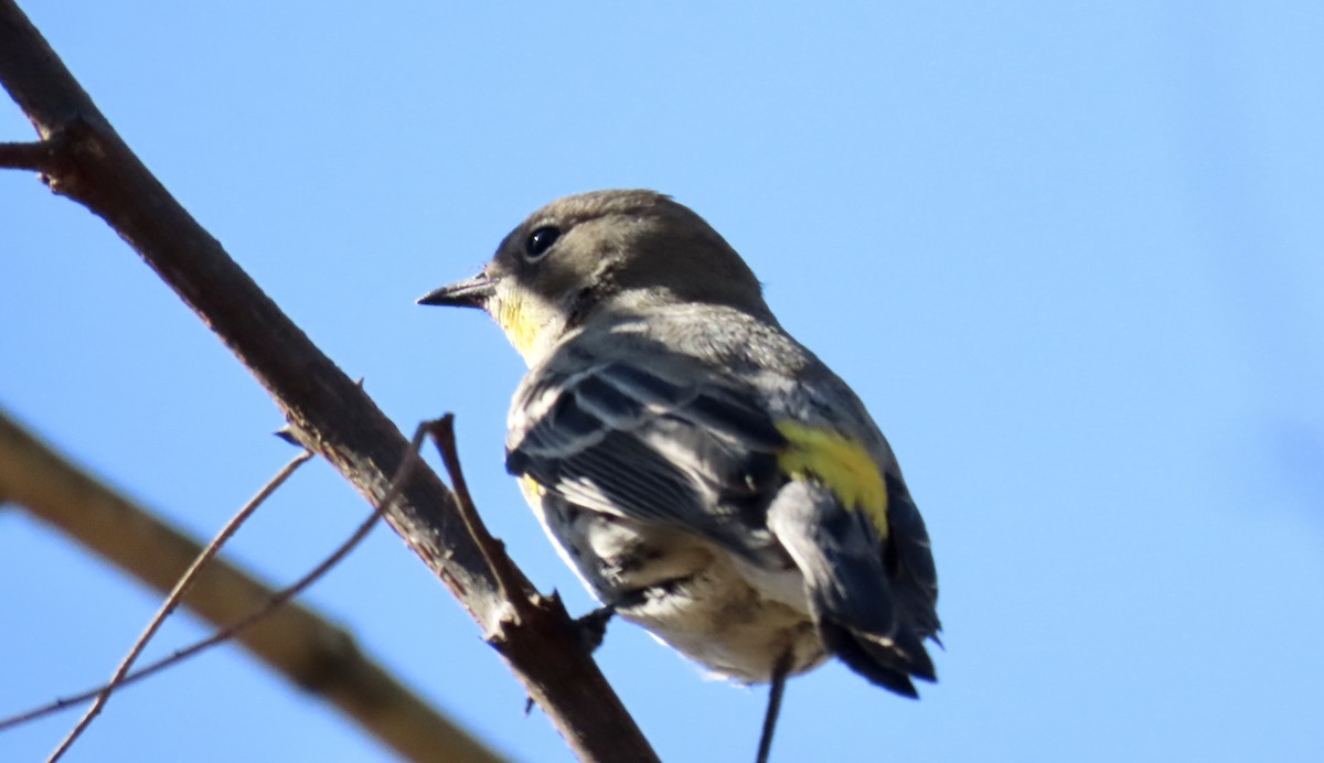 Yellow-rumped Warbler - ML625979835