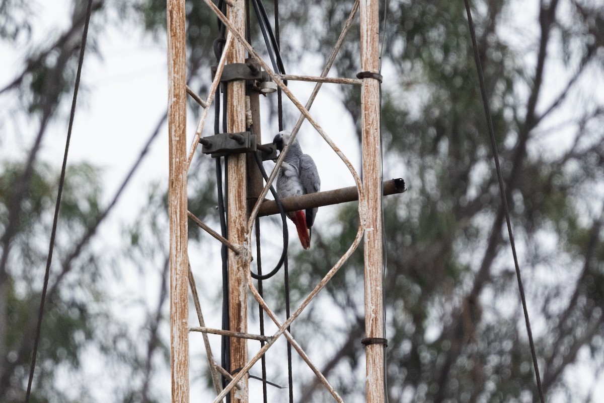 Gray Parrot (Gray) - ML625979943