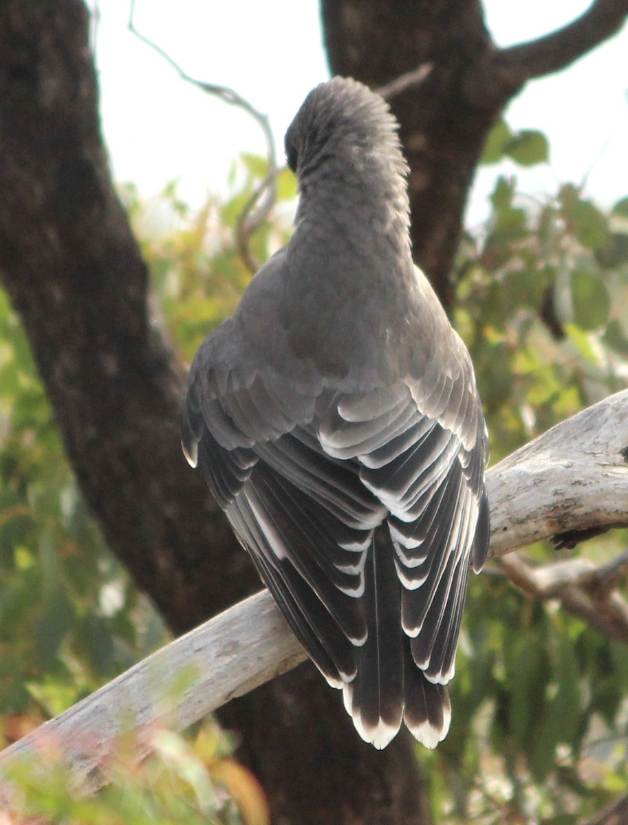 Gray Currawong - ML625980001