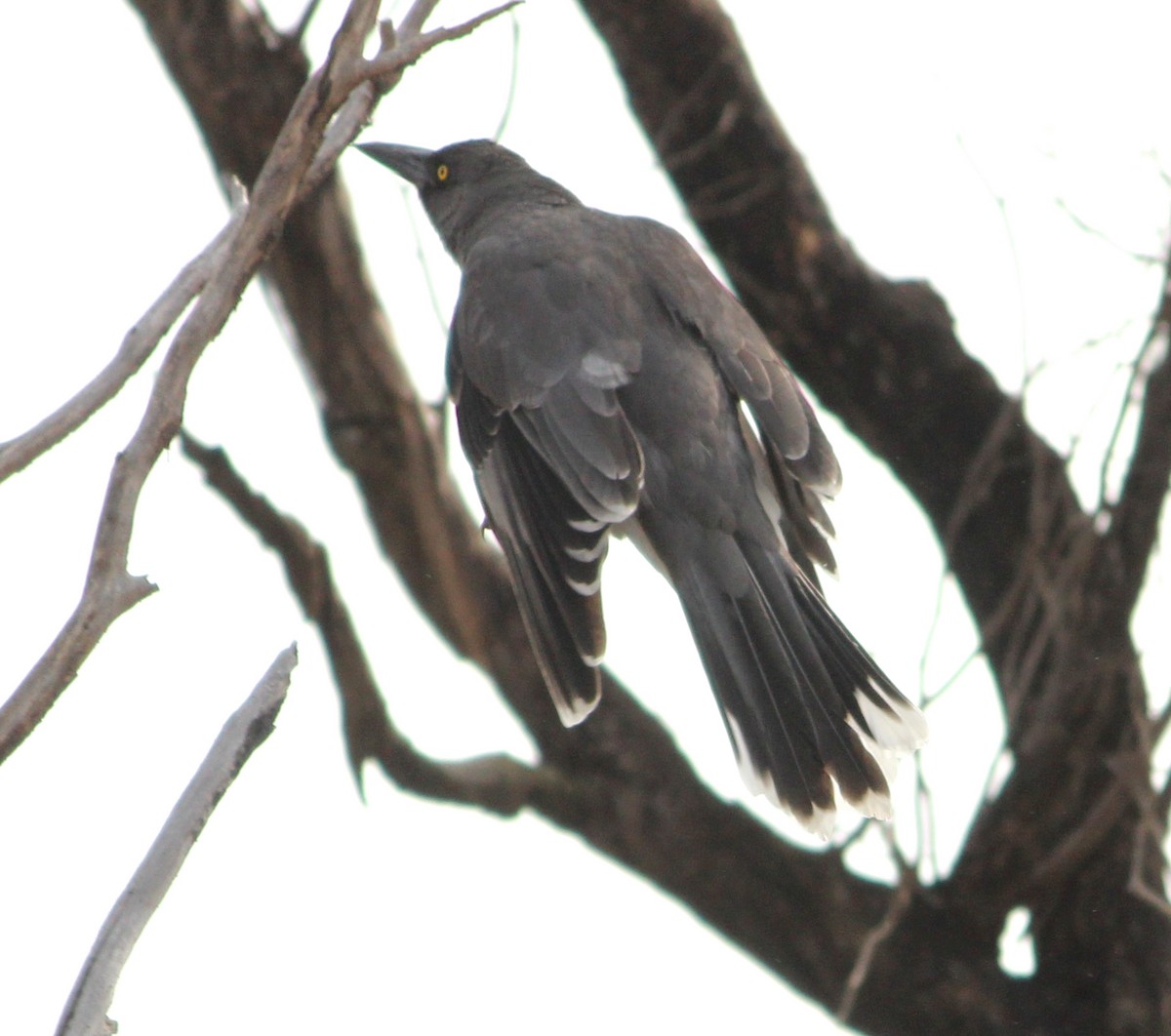 Gray Currawong - ML625980004