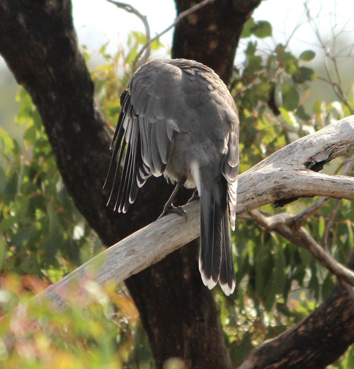Gray Currawong - ML625980006