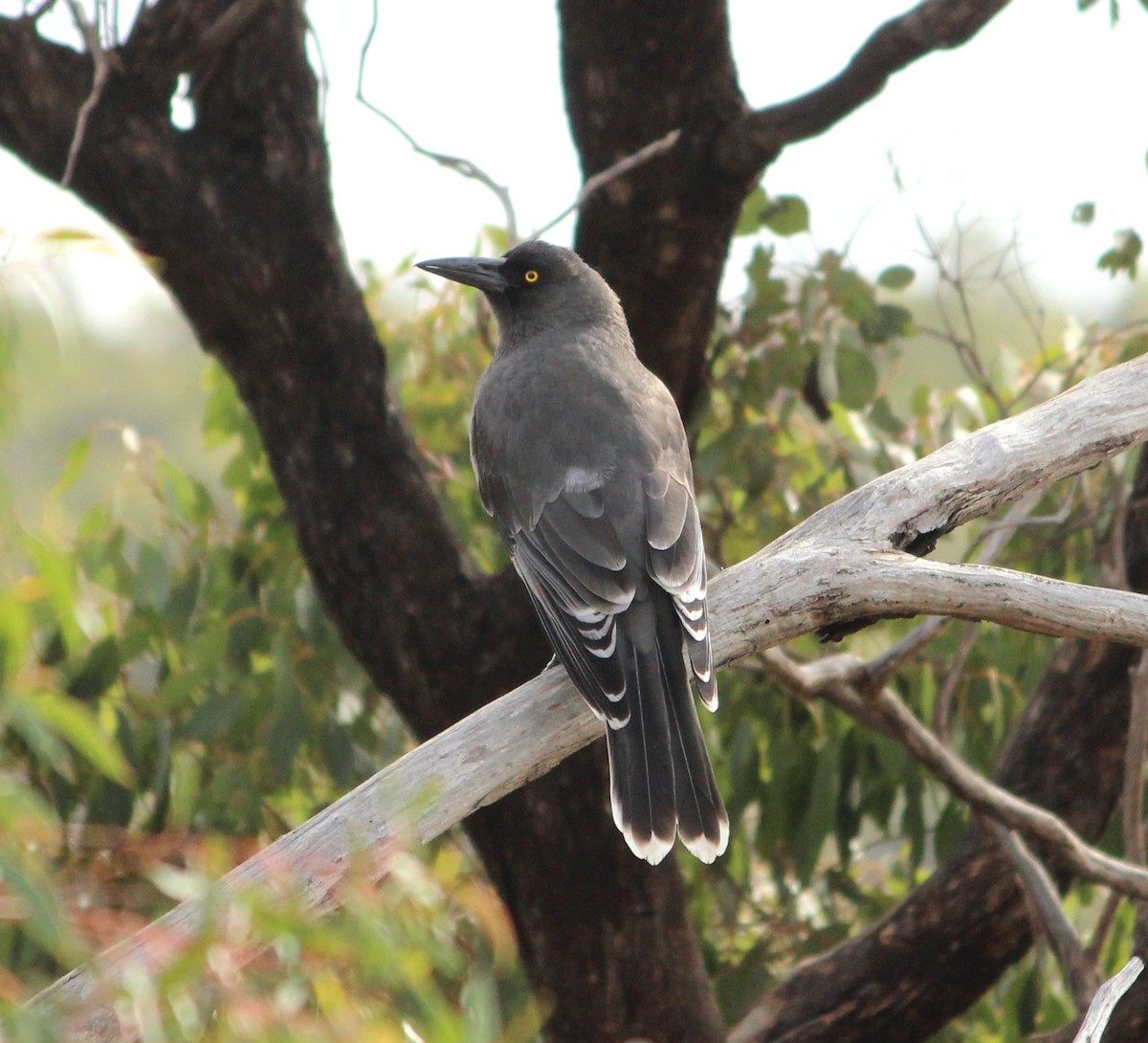 Gray Currawong - ML625980007