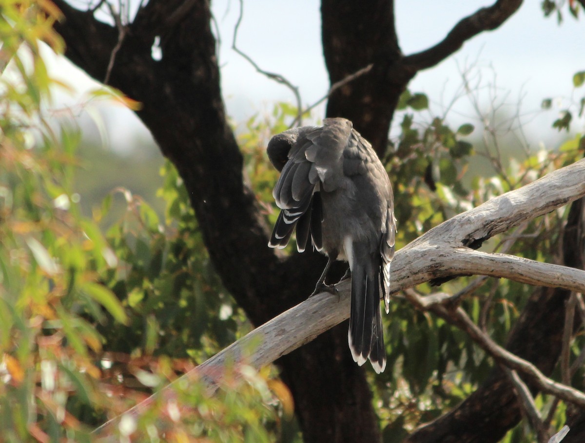 Gray Currawong - ML625980008