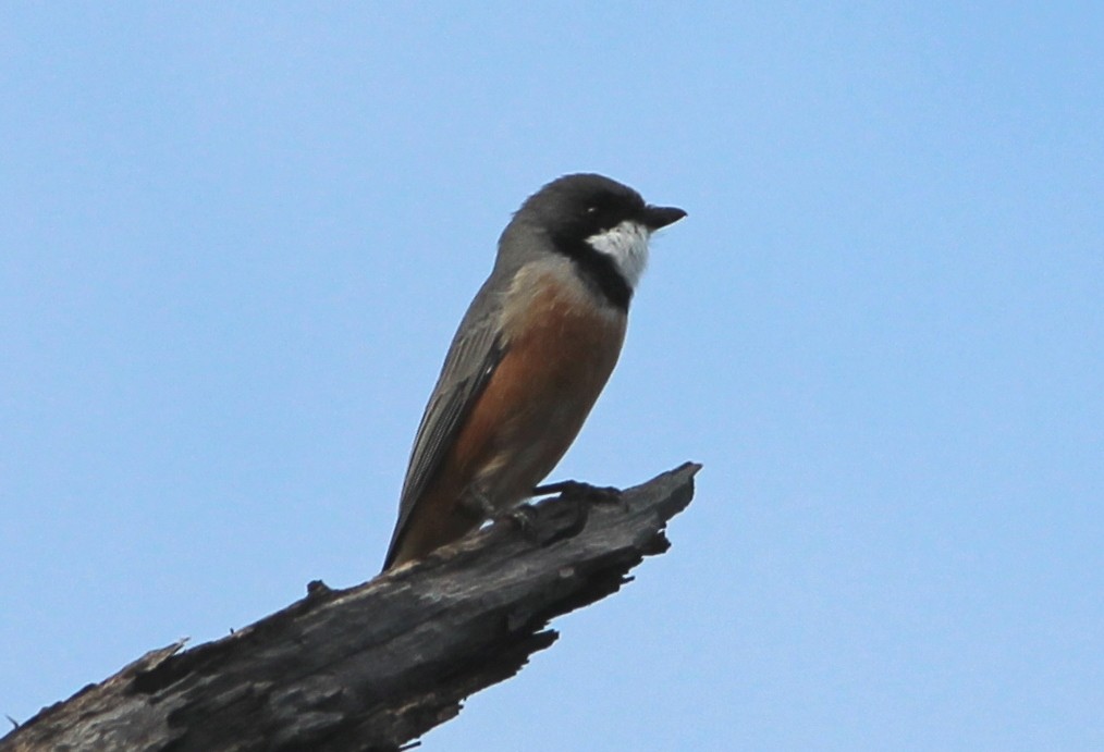 Rufous Whistler - ML625980012
