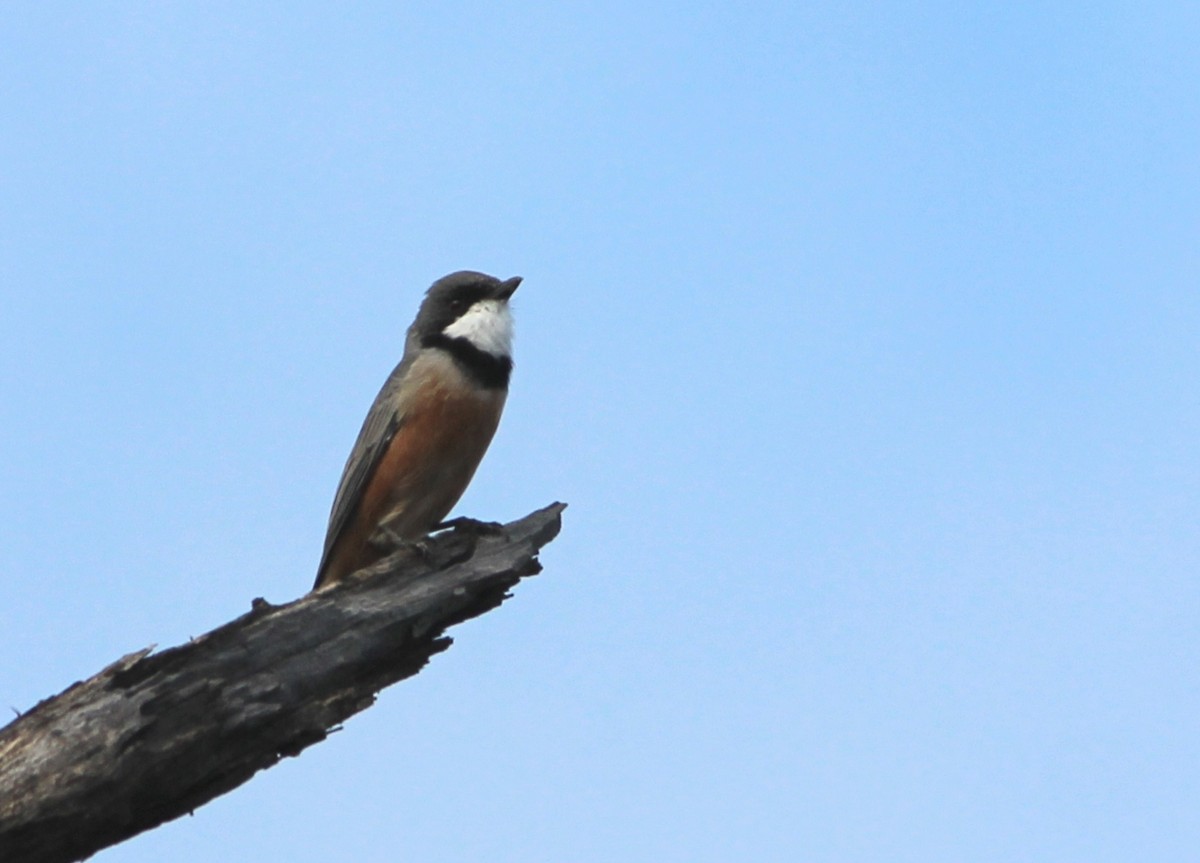 Rufous Whistler - ML625980013