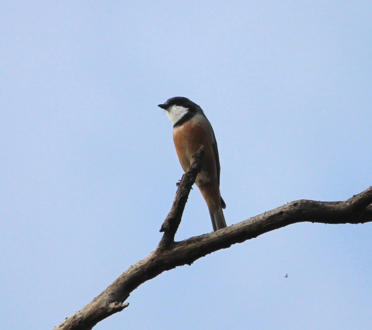 Rufous Whistler - ML625980014