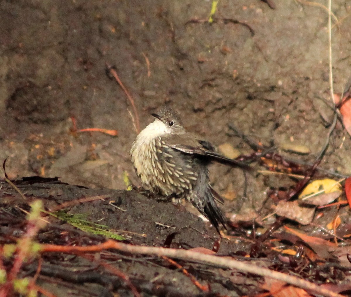 White-throated Treecreeper - ML625980018