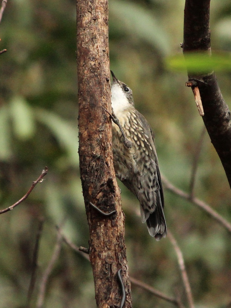 White-throated Treecreeper - ML625980021
