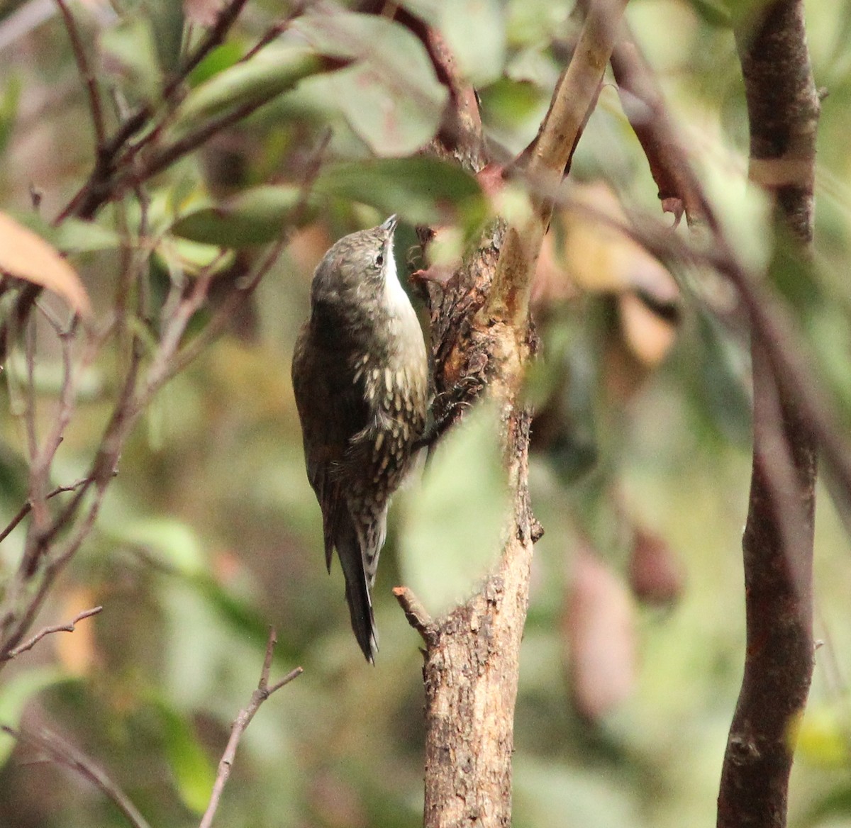 White-throated Treecreeper - ML625980022
