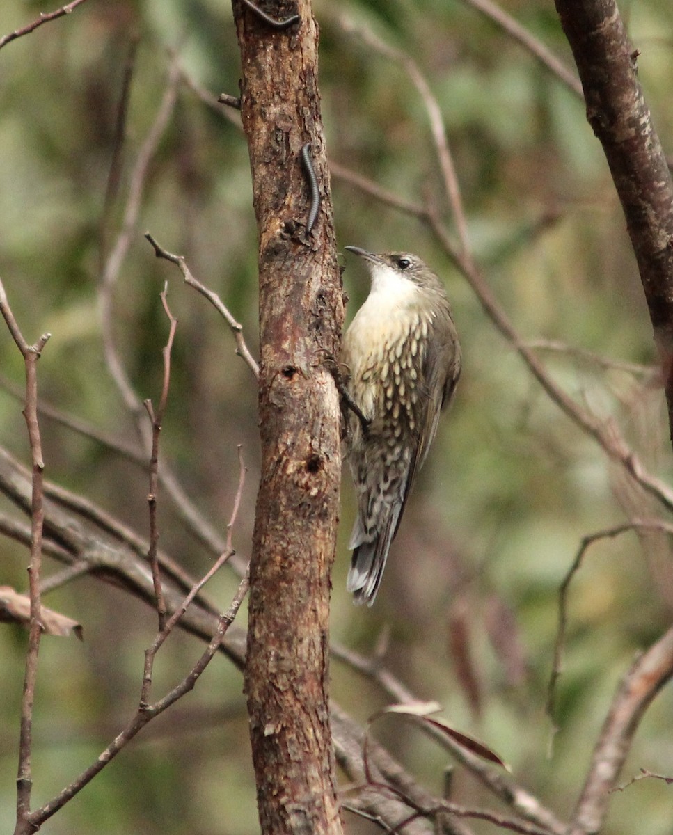 White-throated Treecreeper - ML625980023