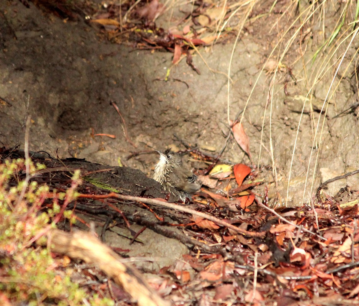 White-throated Treecreeper - ML625980024